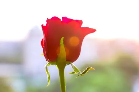 Red rose Stock Photos