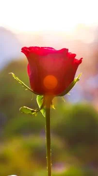 Red Rose Stock Photos