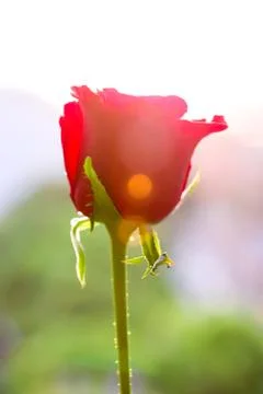 Red rose Stock Photos