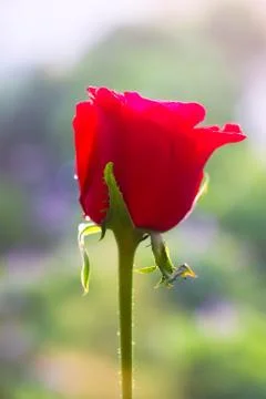 Red rose Stock Photos