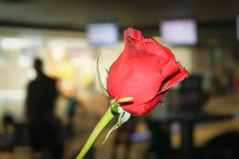Red rose 写真素材