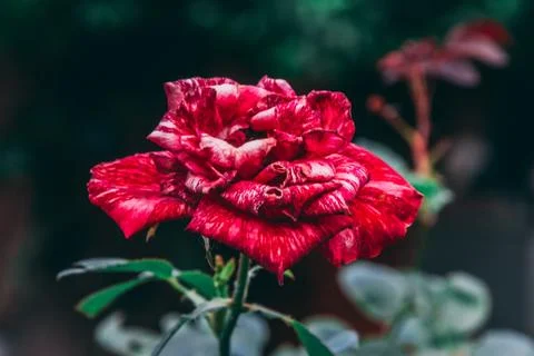 Red rose 스톡 사진