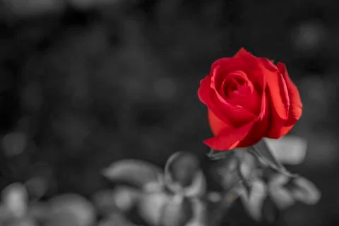Red rose Stock Photos