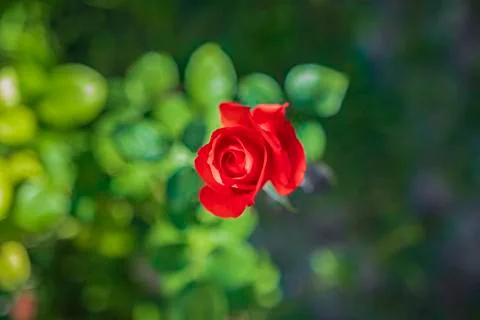 Red rose Stock Photos
