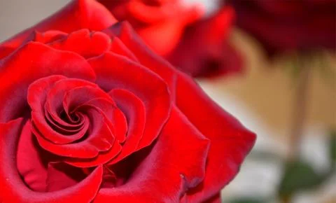 Red Rose Foto stock
