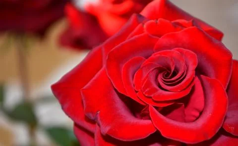 Red Rose Stock Photos
