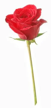 Red rose Foto stock