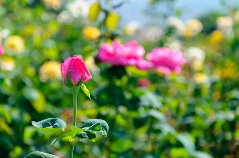 Red Rose 写真素材