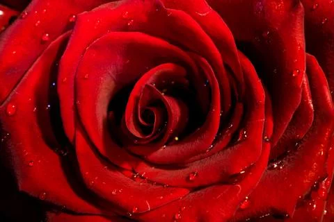Red Rose Stock Photos