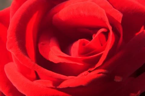 Red Rose Stock Photos