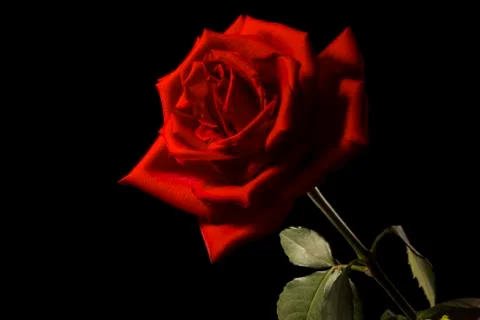 Red rose Stockfoto's