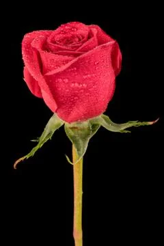 Red Rose Stock Photos