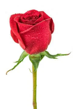 Red Rose Stock Photos