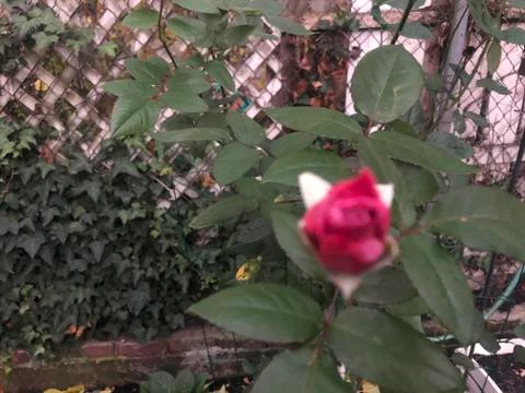 Red rose 库存照片