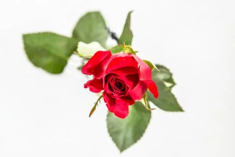 Red Rose Stock Photos
