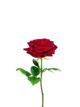 Red rose Stock Photos