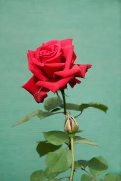 Red Rose Stock Photos