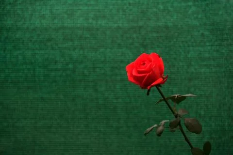 Red Rose Stock Photos