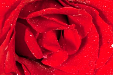 Red rose Stock Photos