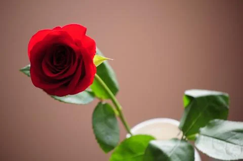 Red rose Stock Photos