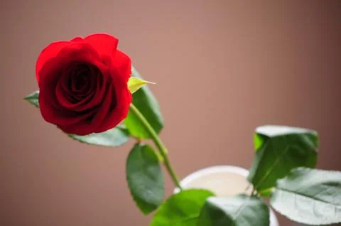 Red rose Stock Photos
