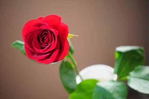 Red rose Stock Photos