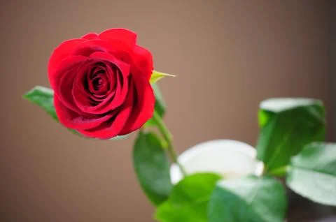 Red rose Stock Photos