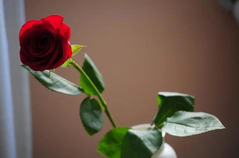 Red rose Stock Photos