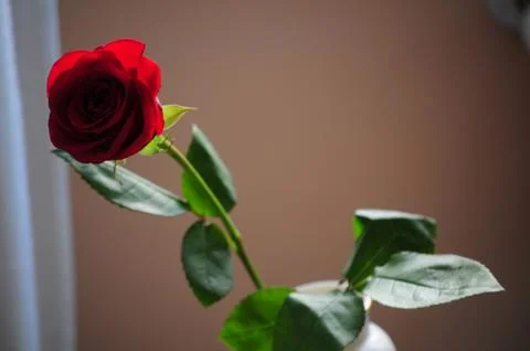 Red rose Stock Photos