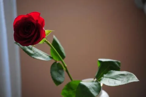 Red rose Stock Photos