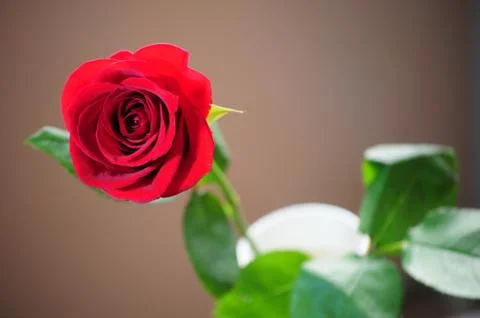 Red rose Stock Photos