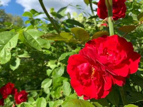 Red Rose Stock Photos