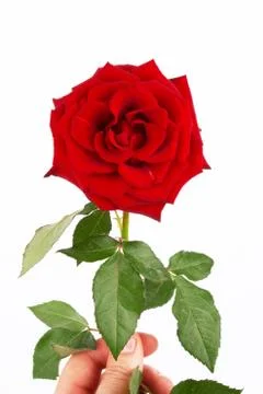 Red rose Stock Photos