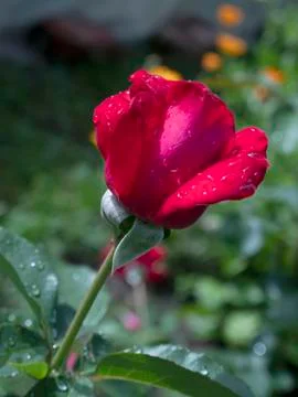 Red rose Stock Photos