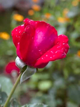 Red rose Stock Photos