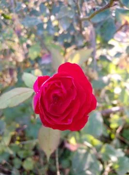 Red rose Stock Photos