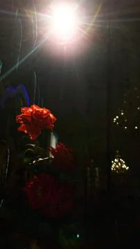 Red Rose Stock Photos