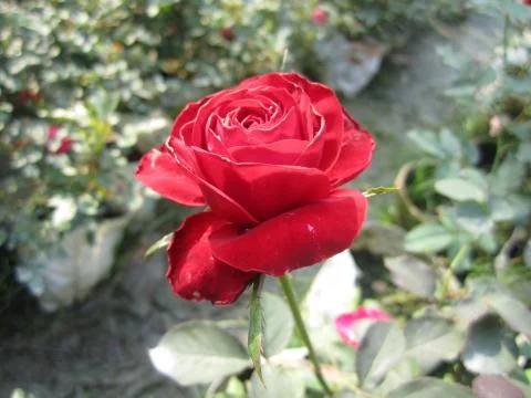 Red Rose Фото