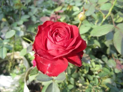 Red Rose Фото