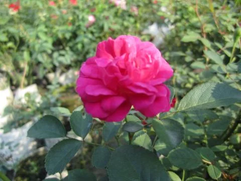 Red Rose Stock Photos