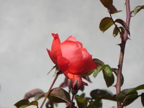 Red Rose Stock Photos
