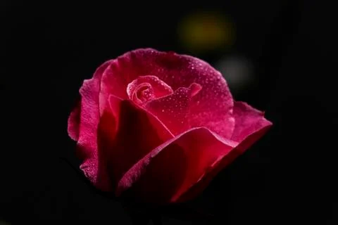 Red Rose Stock Photos
