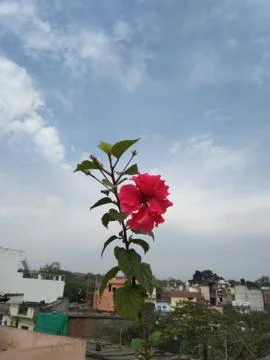 Red rose Stock Photos