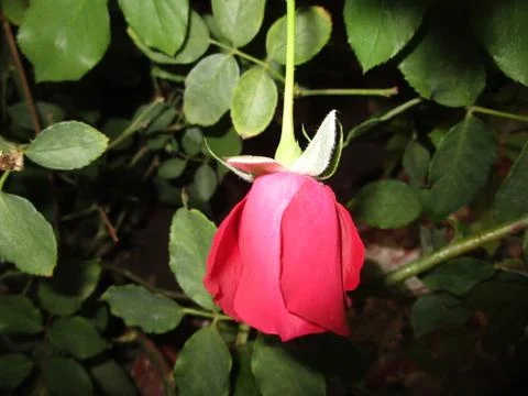 Red rose Stock Photos