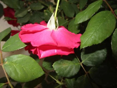 Red rose Stock Photos