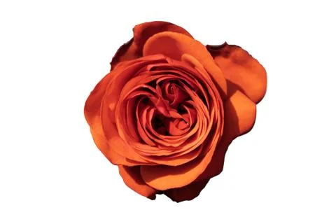 Red Rose Stock Photos