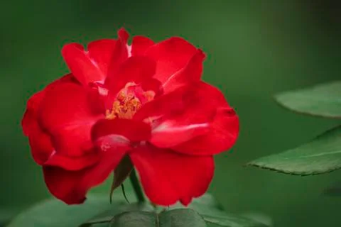 Red rose Foto stock