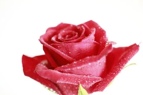 Red rose Stock Photos