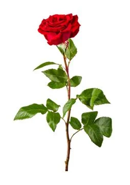 Red rose Stock Photos
