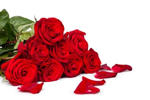 Red rose Stock Photos